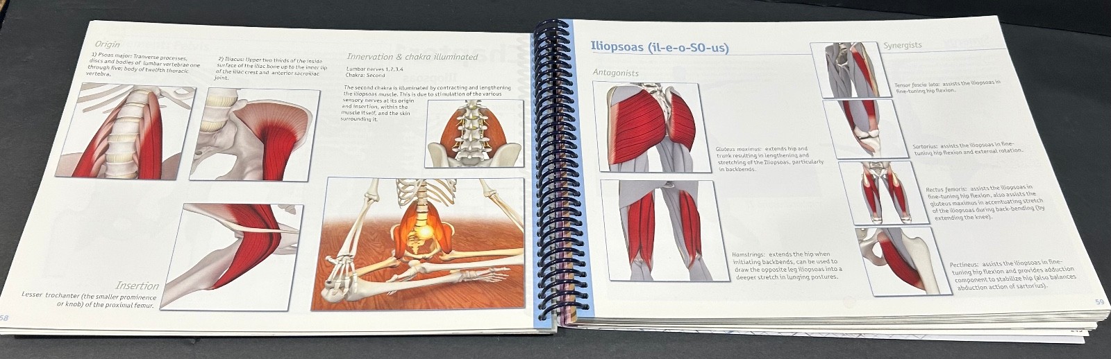 The Key Muscles of Hatha Yoga (Scientific Keys) By Ray Long Spiral Bound GOOD
