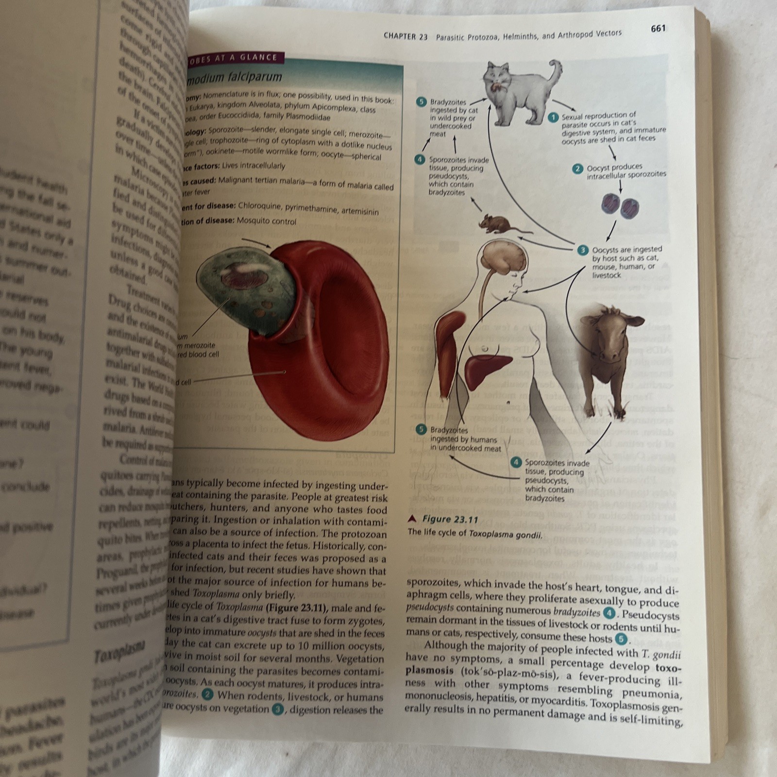 Microbiology with Diseases by Taxonomy by Bauman, Robert W., PH.D. W/ CD ROM