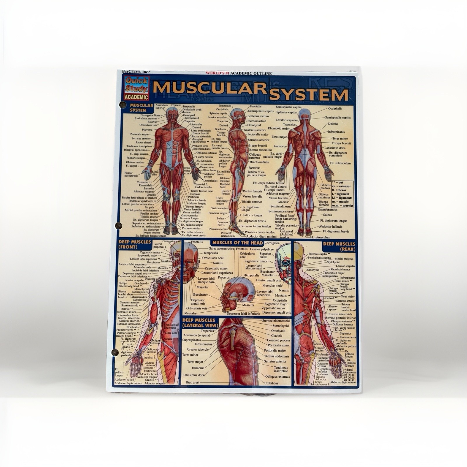 Anatomy and Physiology Covers All Major Systems of The Body, 6 packs