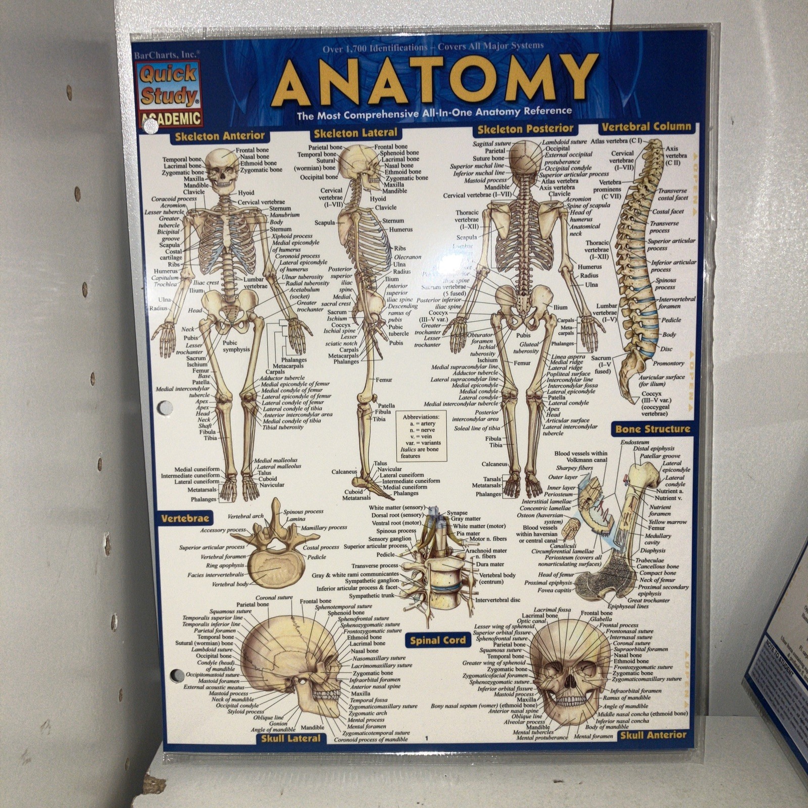 NEW QuickStudy | Anatomy Laminated Tri-Fold Study Guide ~