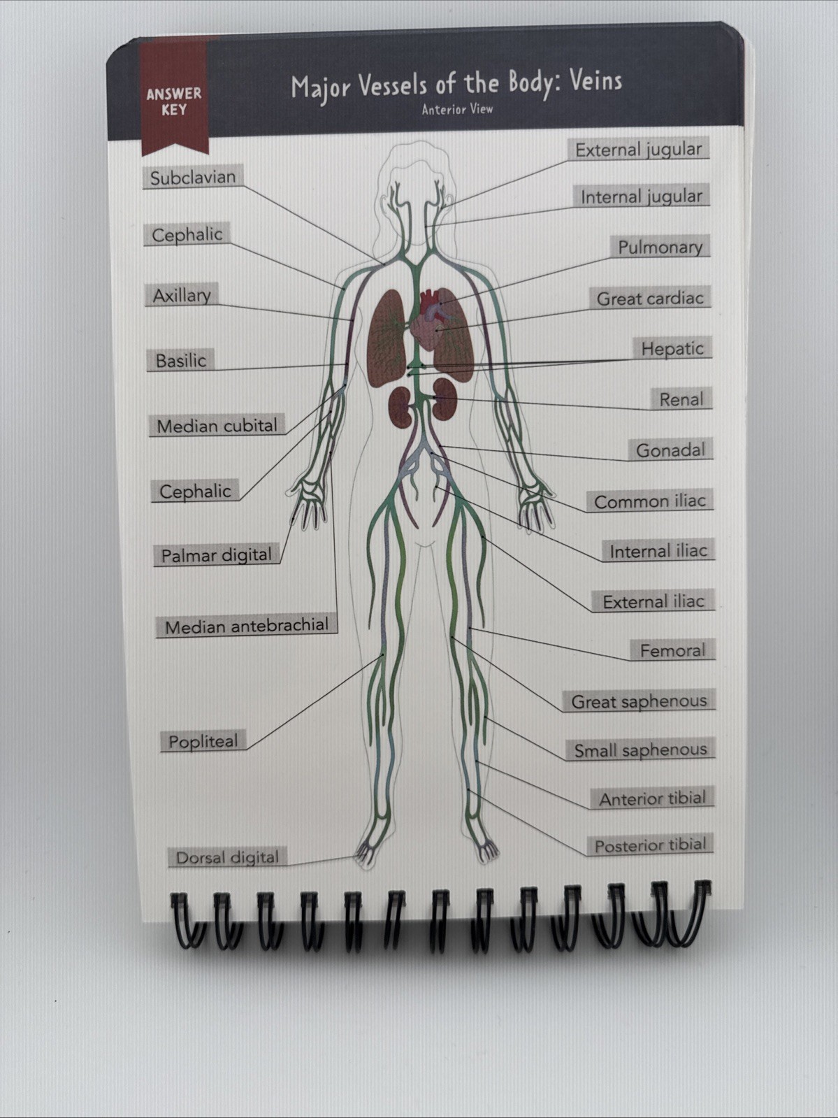 Human Anatomy Label Lab Workbook Medical Students 100+ Illustrations Laminated
