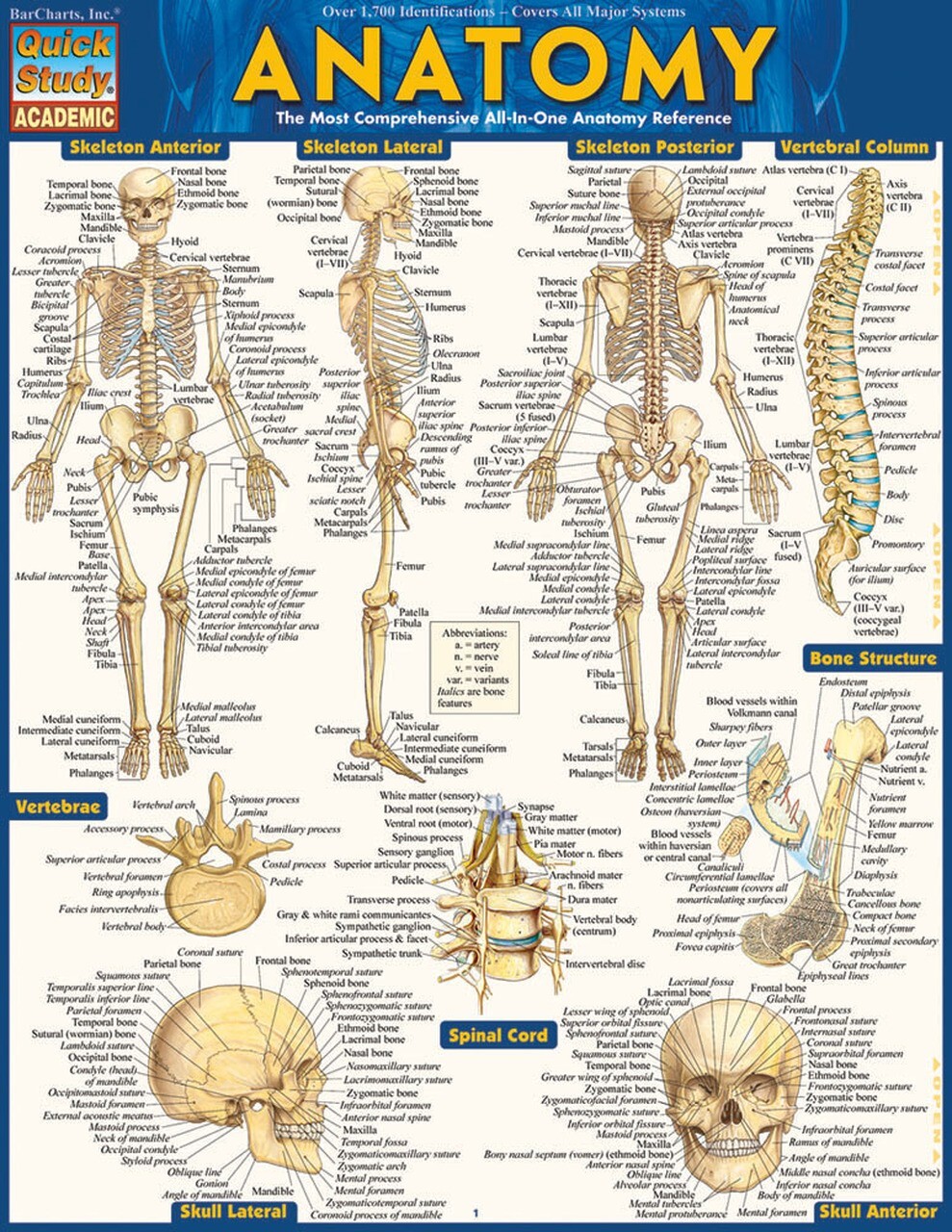 Brand New: Full Size Anatomy Tri-fold Laminated Study Guide Quick Study Aide 
