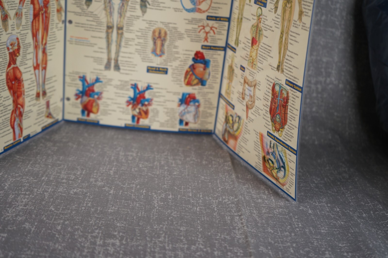 NEW QuickStudy | Anatomy Laminated Tri-Fold Study Guide ~ FAST FREE SHIPPING ! ~