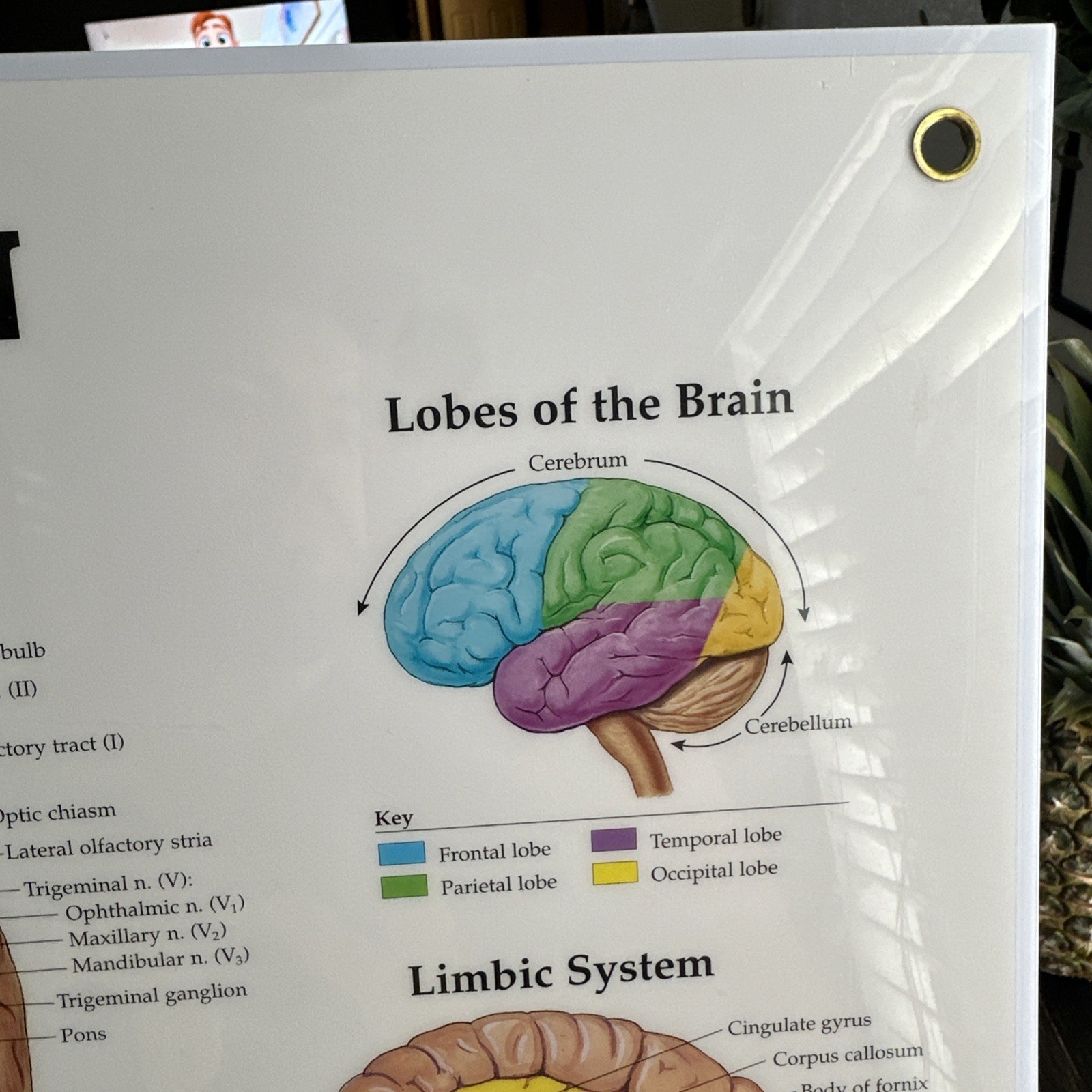 The Brain 3D Raised Relief Chart by Anatomical Chart Company (2004, Wallchart)