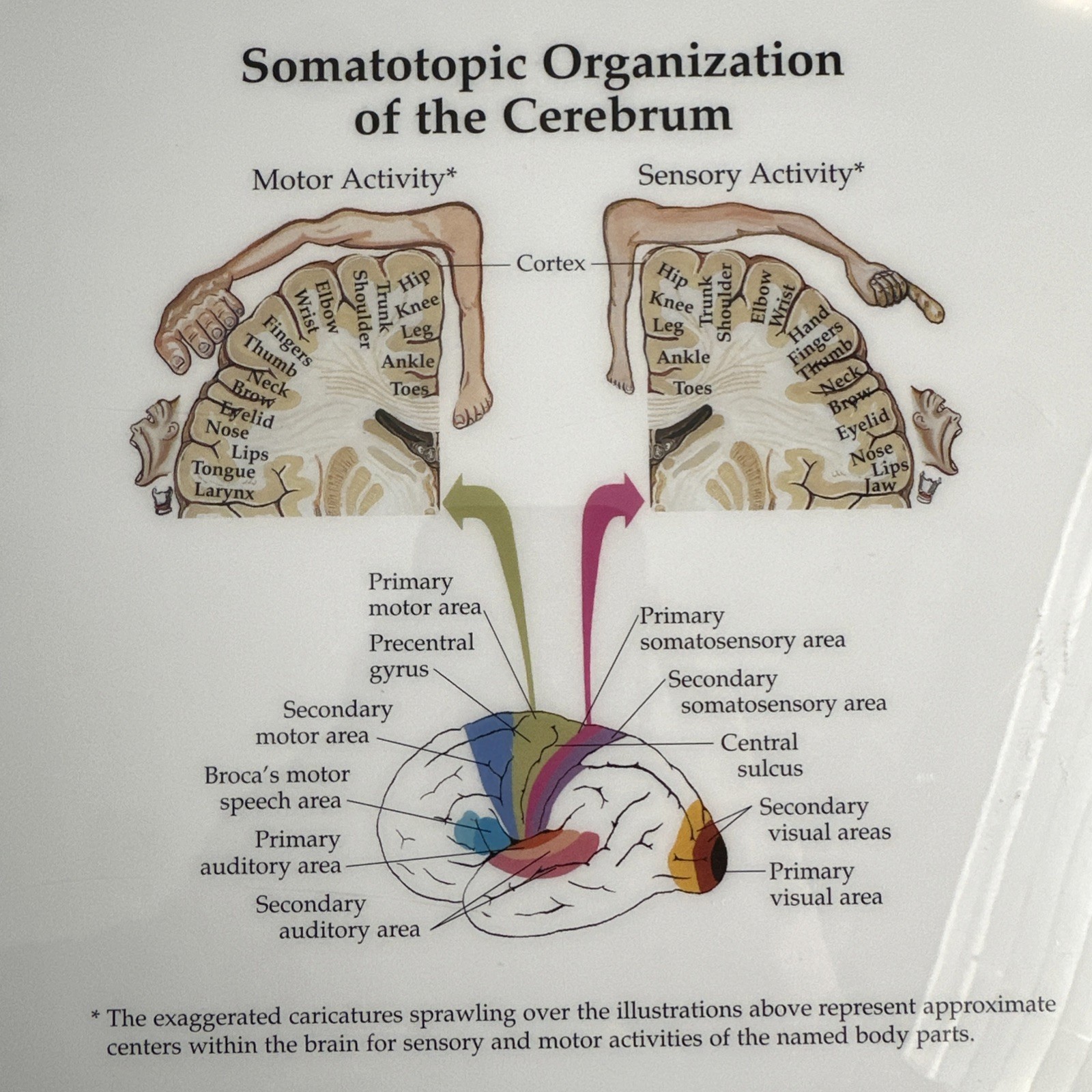 The Brain 3D Raised Relief Chart by Anatomical Chart Company (2004, Wallchart)