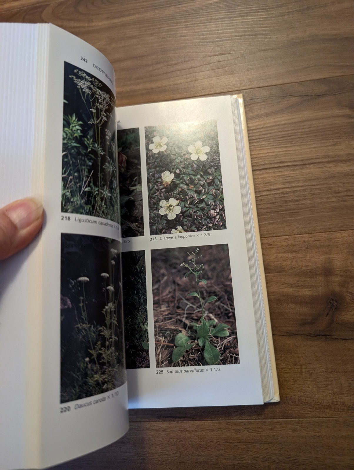 Wildflowers of the Eastern United States by Wilbur H Duncan Hardcover