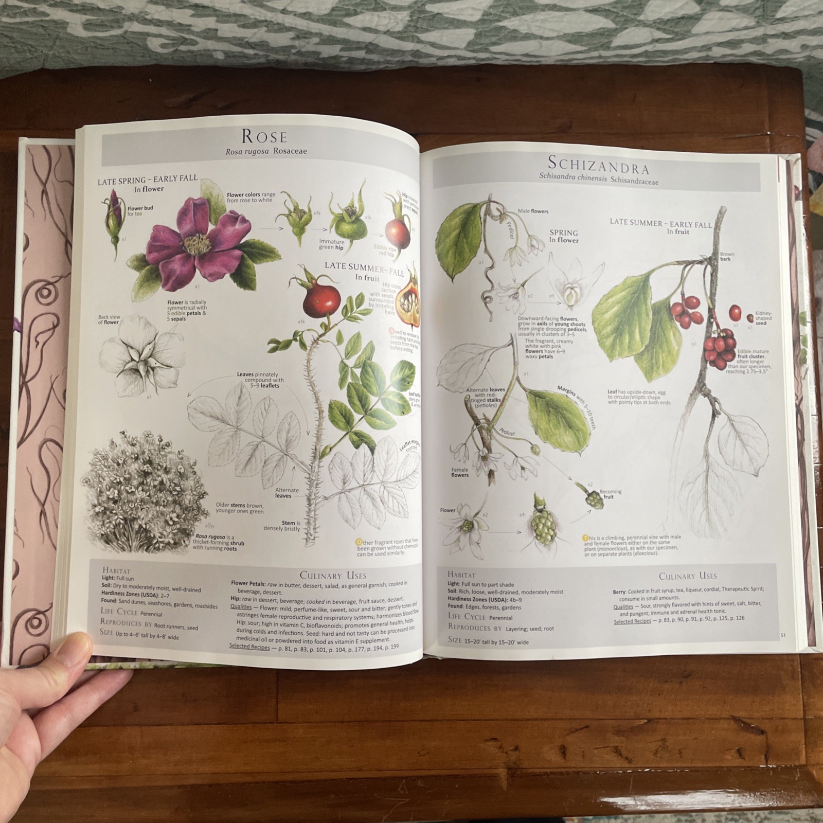 Foraging & Feasting: A Field Guide and Wild Food Cookbook Dina Falconi