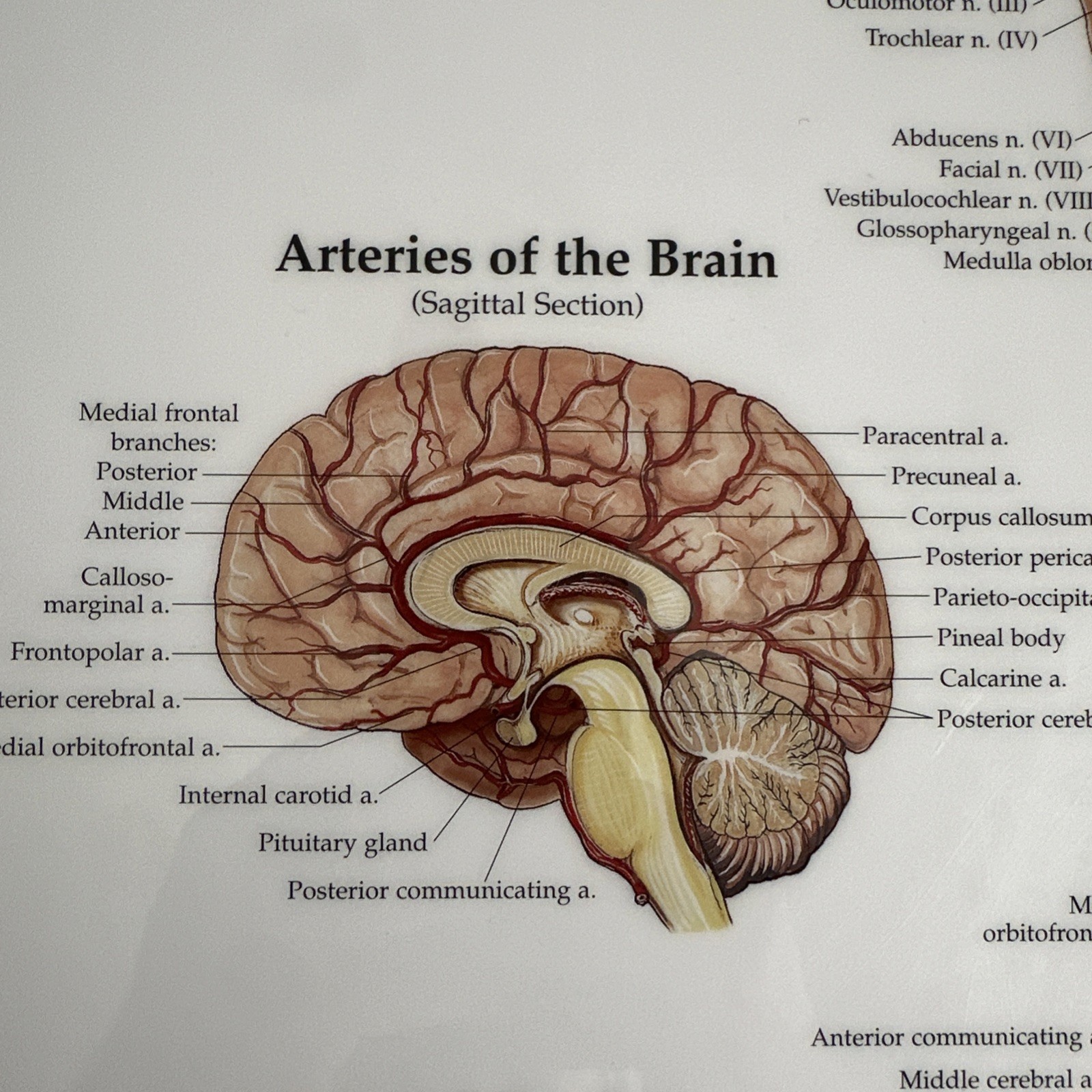 The Brain 3D Raised Relief Chart by Anatomical Chart Company (2004, Wallchart)