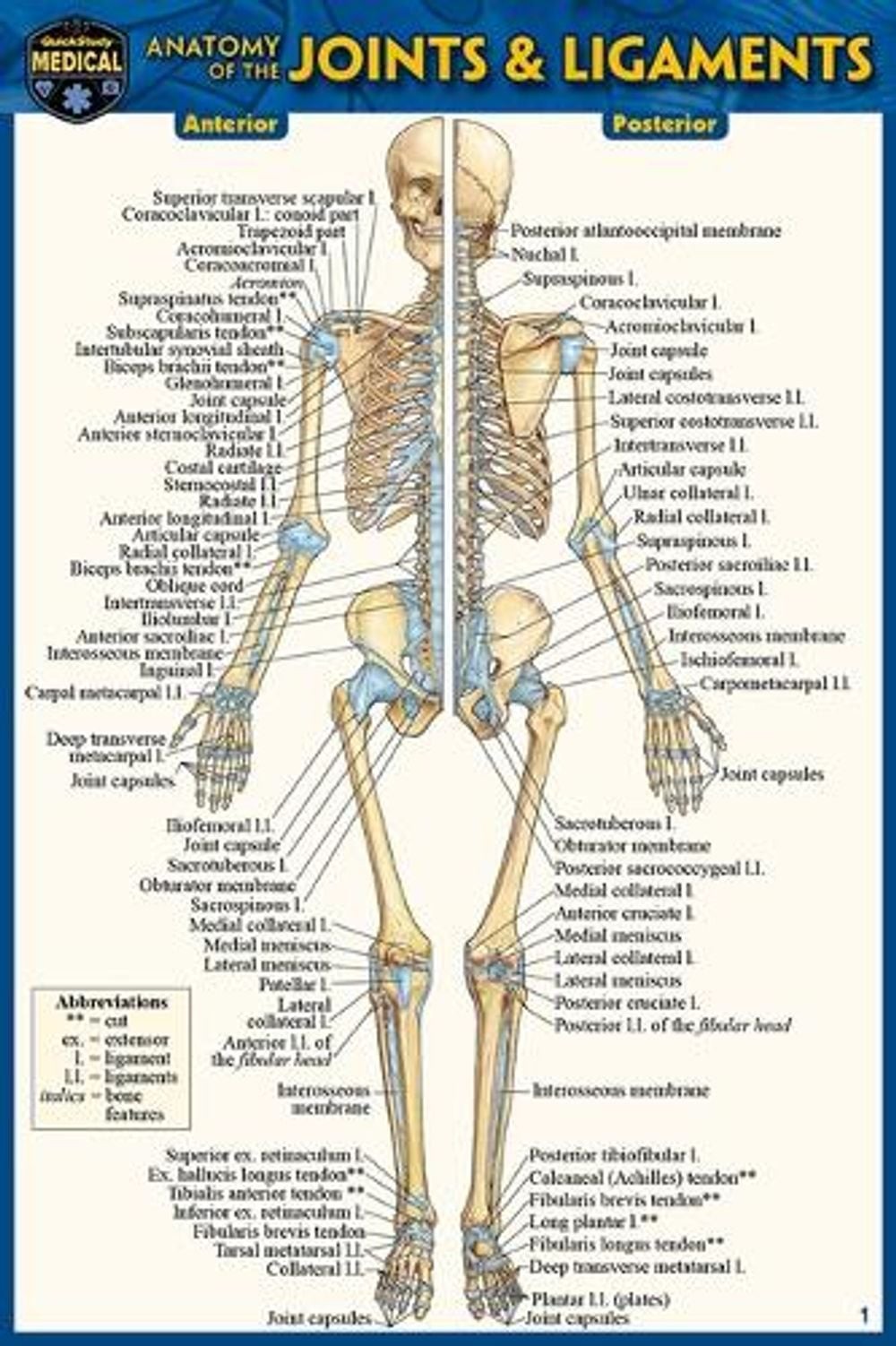 Anatomy of the Joints & Ligaments (Pocket-Sized Edition – 4×6 Inches) by Vincent