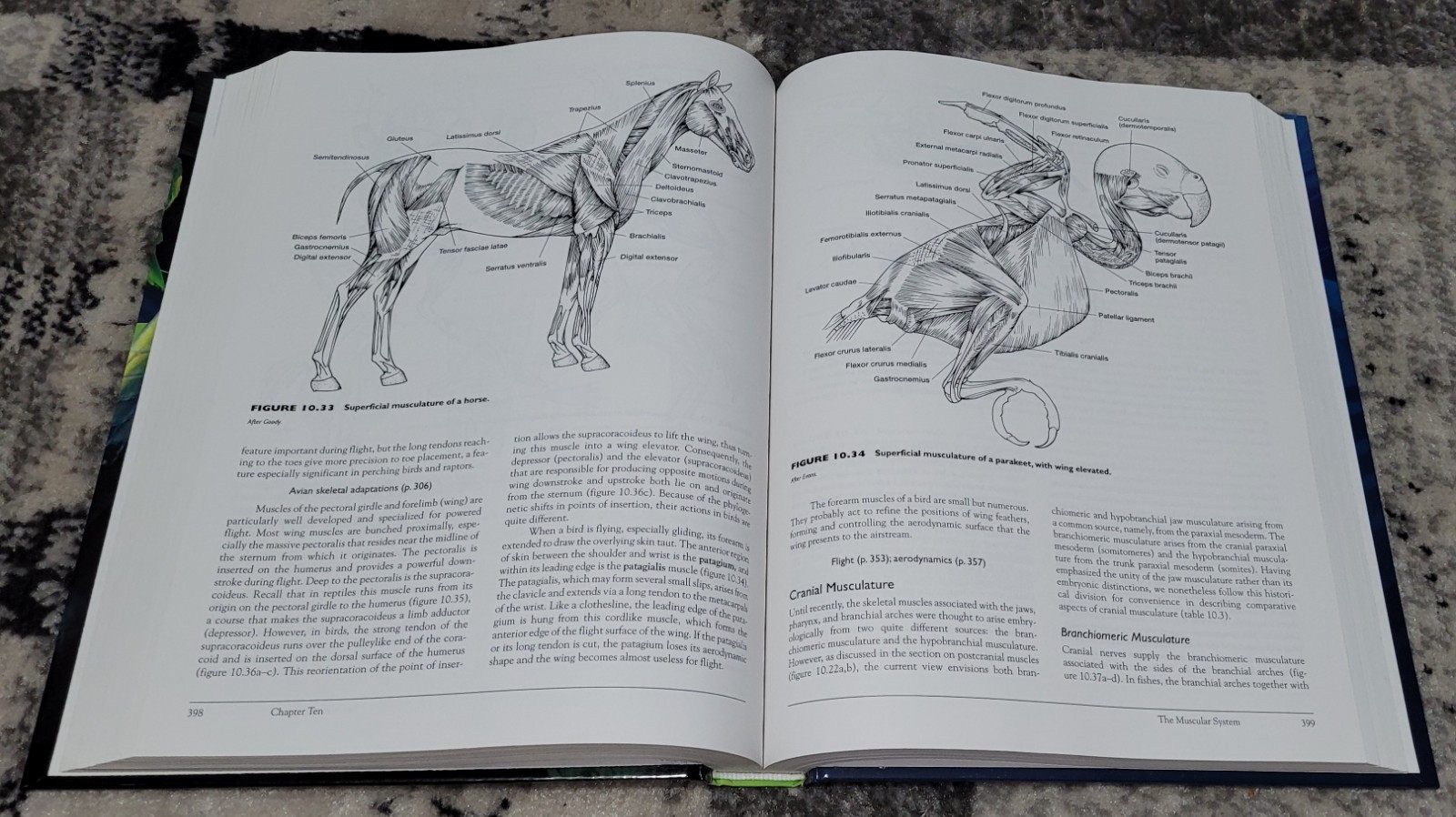 Vertebrates + Lab Dissection Manual
