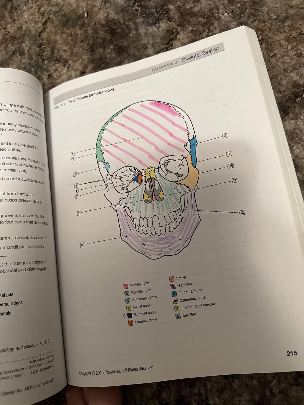 Dental Anatomy Coloring Book 3rd Edition Edited by Margaret J. Fehrenbach Used