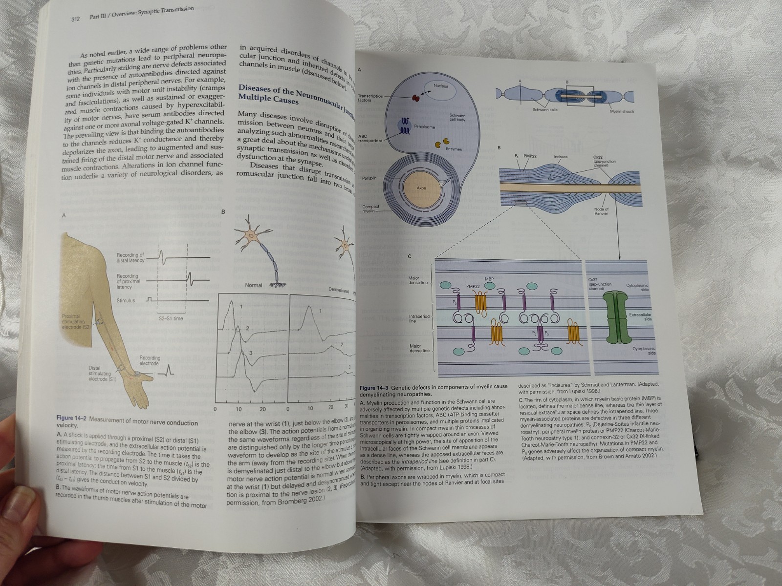 Principles Of Neural Science Fifth Edition Thomas M. Jessell 9780071390118 ST36