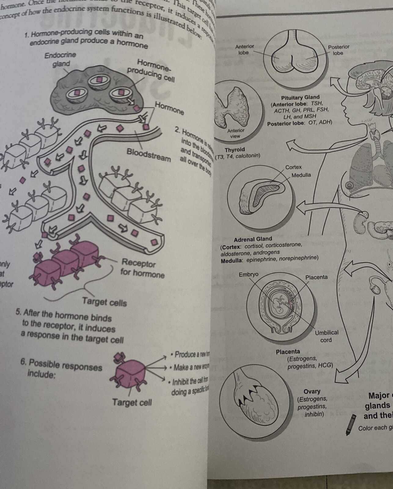 A Visual Analogy Guide to Human Anatomy 2nd edition Krieger, Paul A