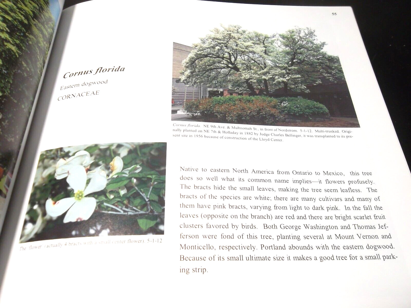 Trees of Greater Portland (New Edition) by Phyllis C. Reynolds