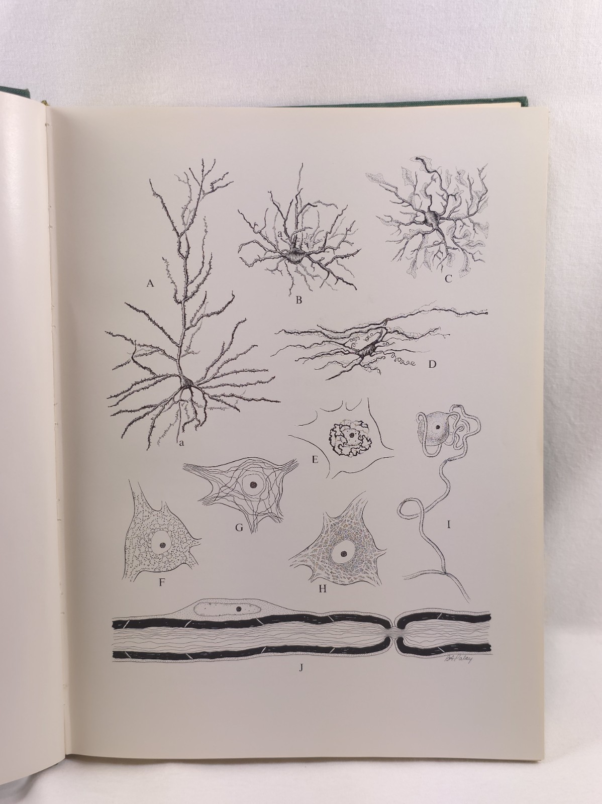 Fine Structure of the Nervous System Peters Palay Webster 1976