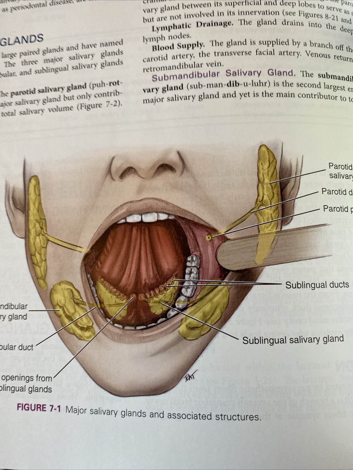 Illustrated Anatomy of the Head and Neck by Margaret J. Fehrenbach and Susan W.