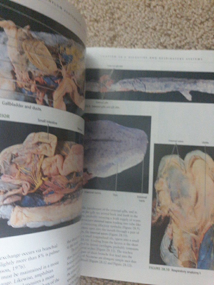 Comparative Anatomy : Manual of Vertebrate Dissection by Dale W. Fishbeck and…