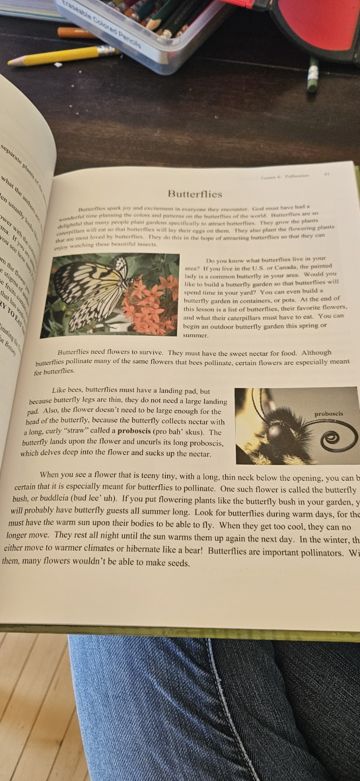 Young Explorer Series: Exploring Creation with Botany Textbook-Jeannie Fulbright