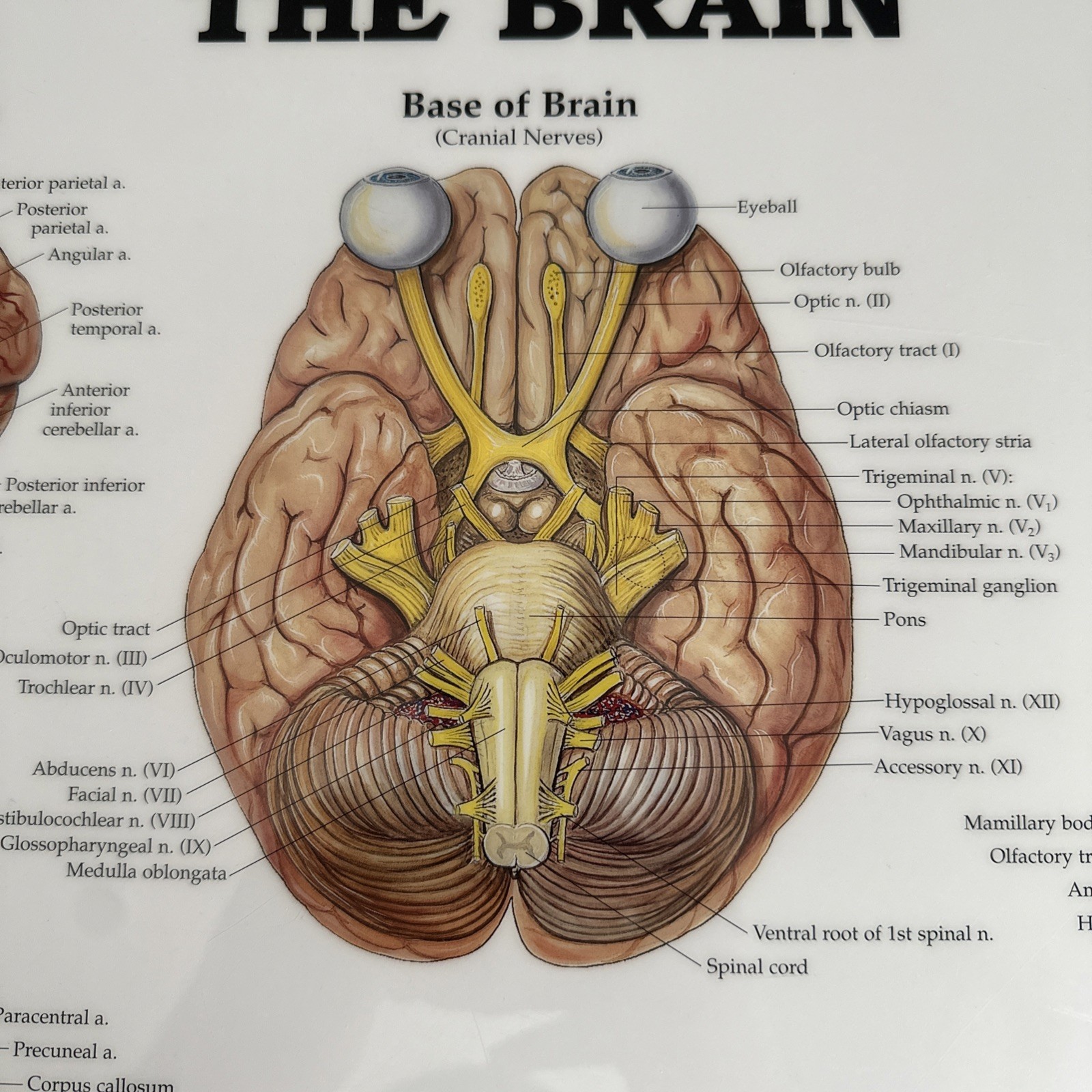 The Brain 3D Raised Relief Chart by Anatomical Chart Company (2004, Wallchart)