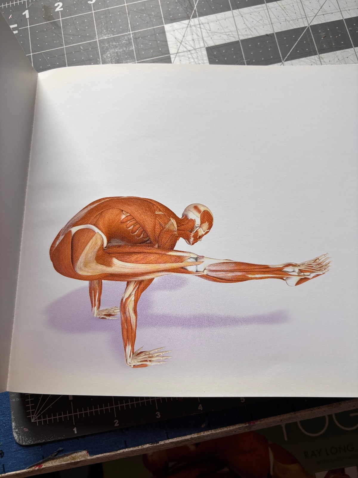 Key Muscles of Yoga Ray Long Vol 1 & 2 Scientific Keys Bandha Yoga Anatomy Set