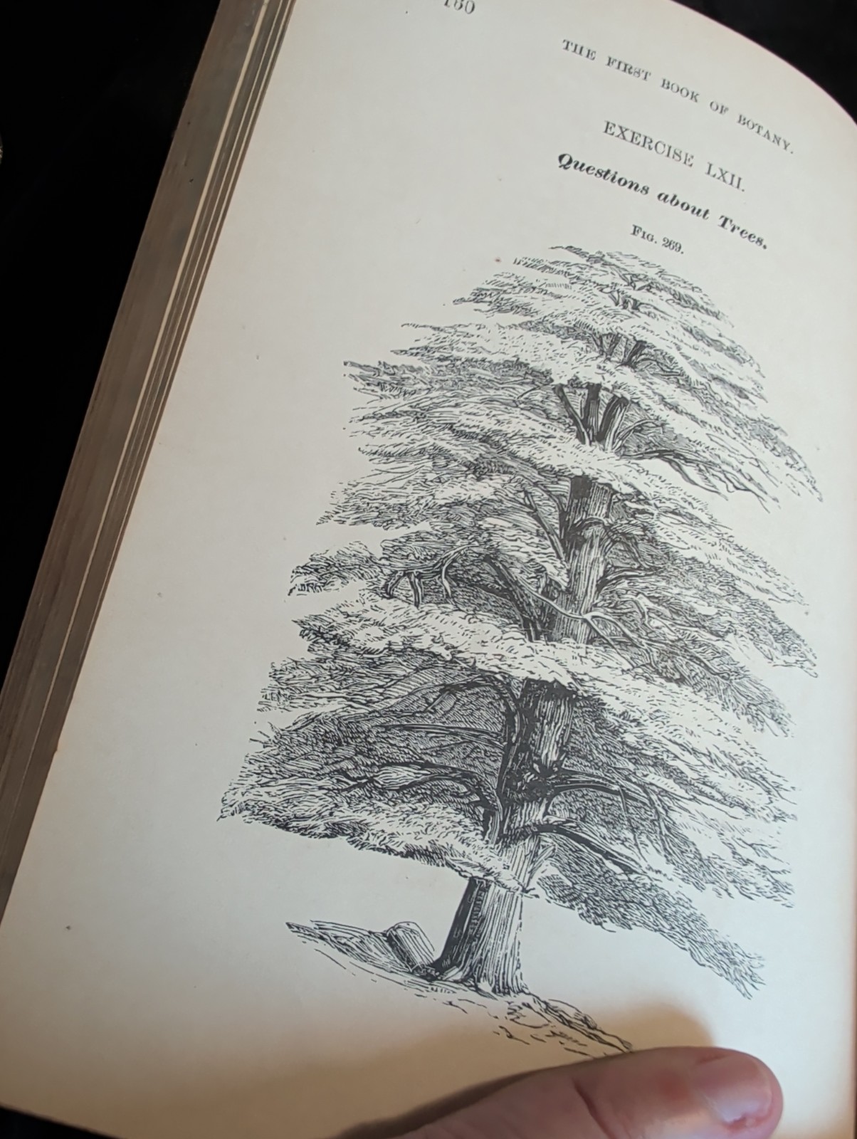 1872 First Book of Botany by Eliza A Youmans, Illustrated Hardcover 202 pages