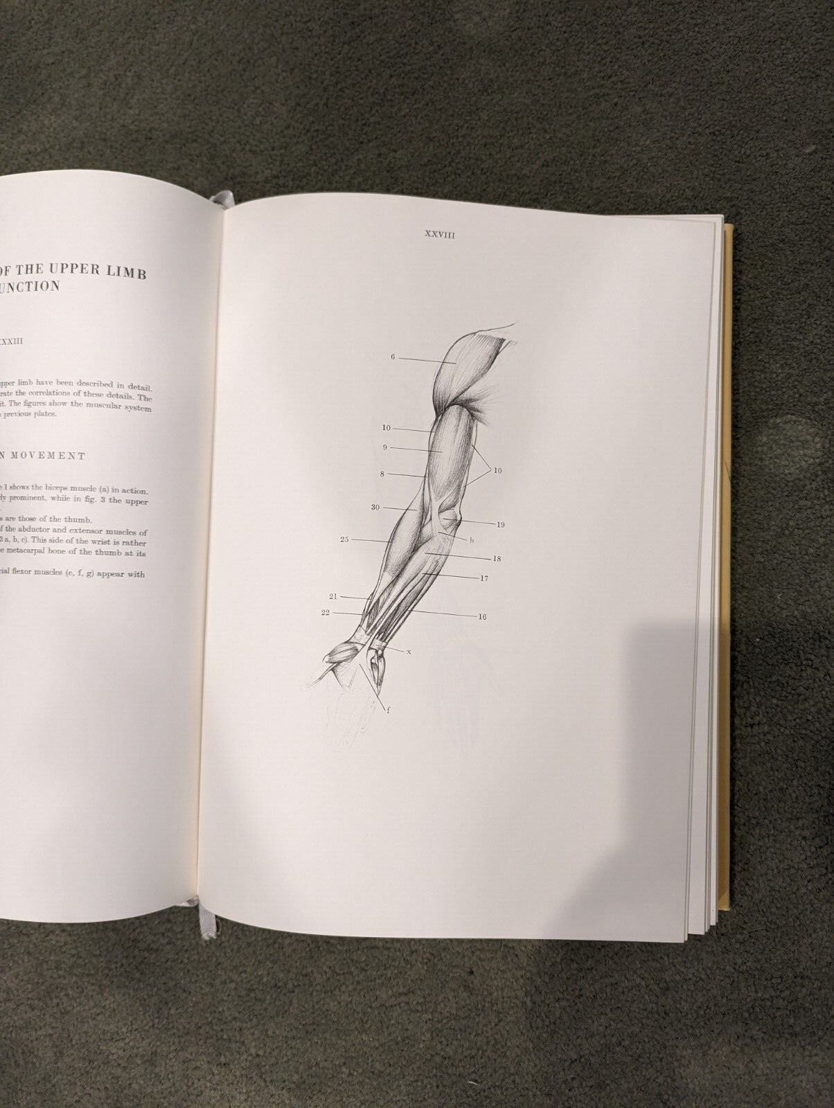 Anatomy for the Artist Jeno Barcsay 1978 Edition 288 Pages HARDCOVER