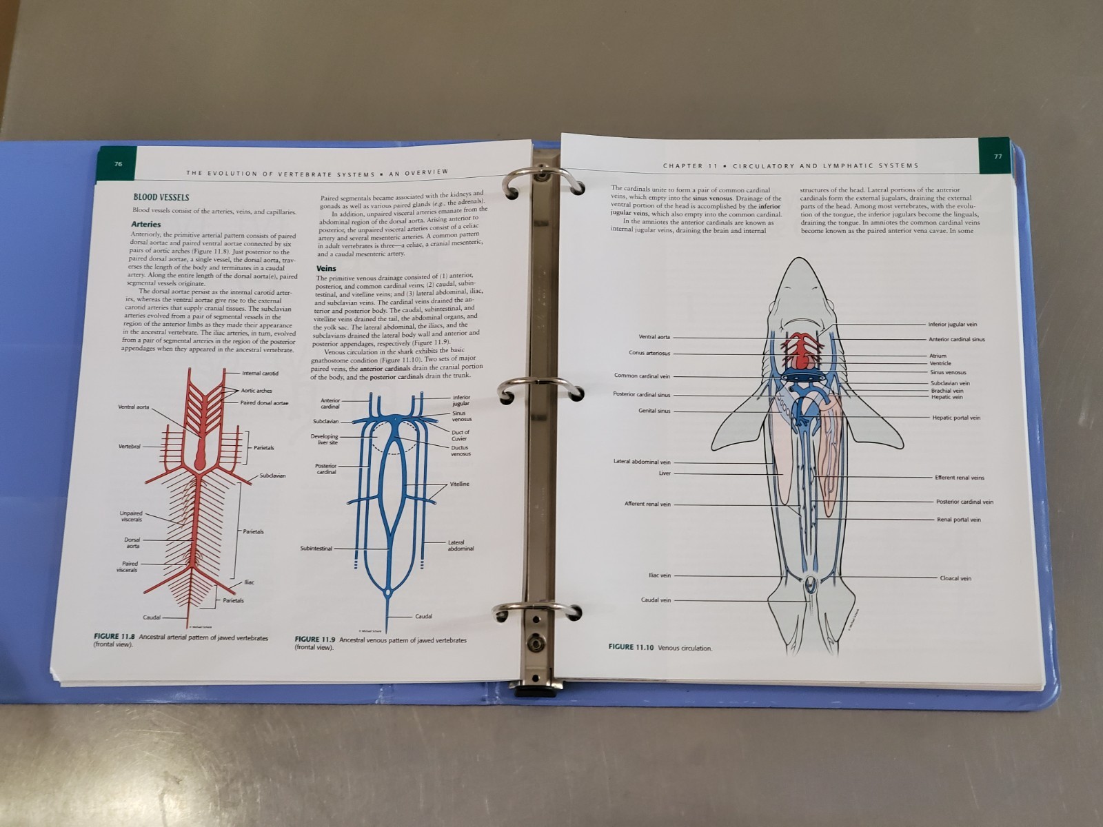 Comparative Anatomy: Manual of Vertebrate Dissection Second Edition Textbook