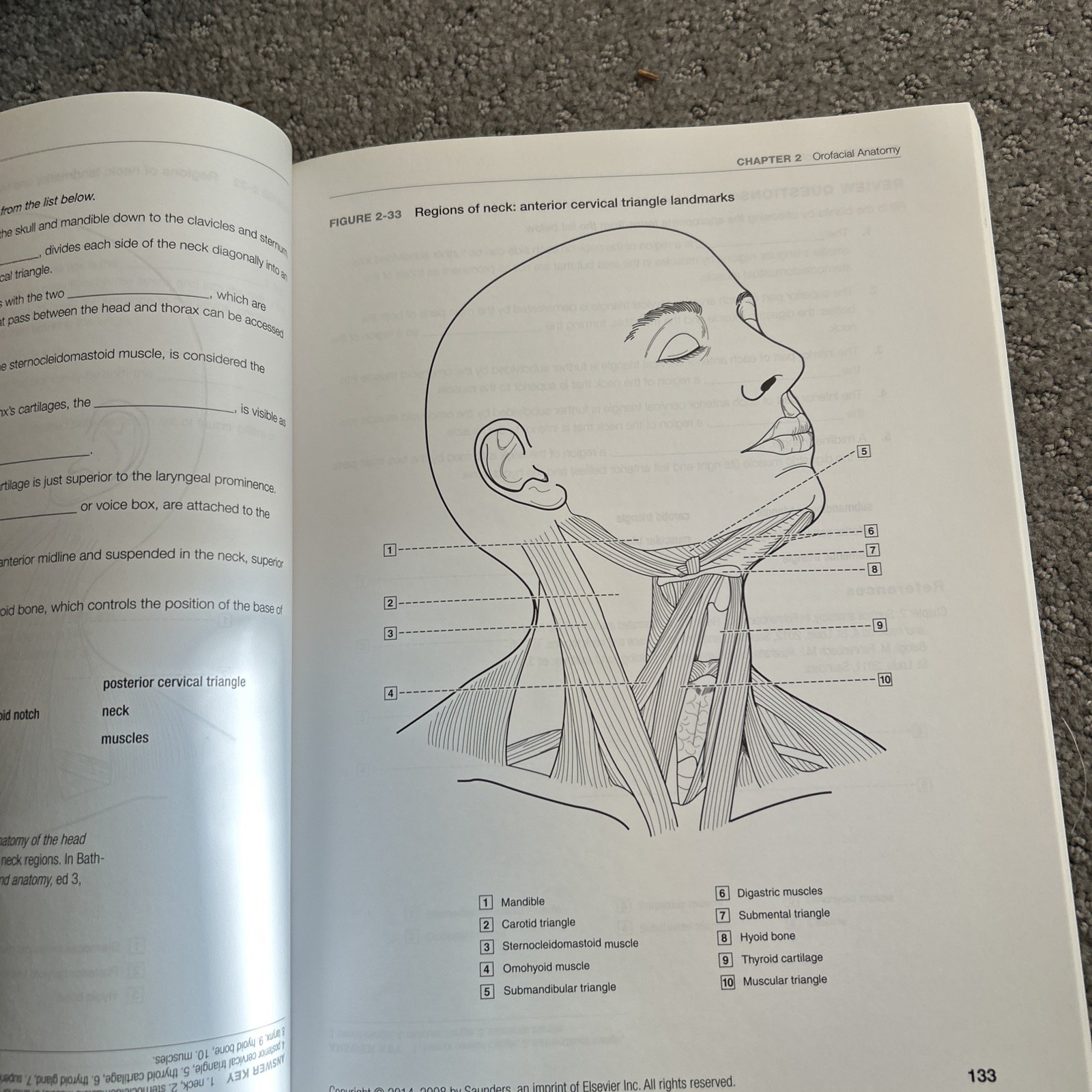 Dental Anatomy Coloring Book by Margaret J. Fehrenbach 2013, Trade Paperback