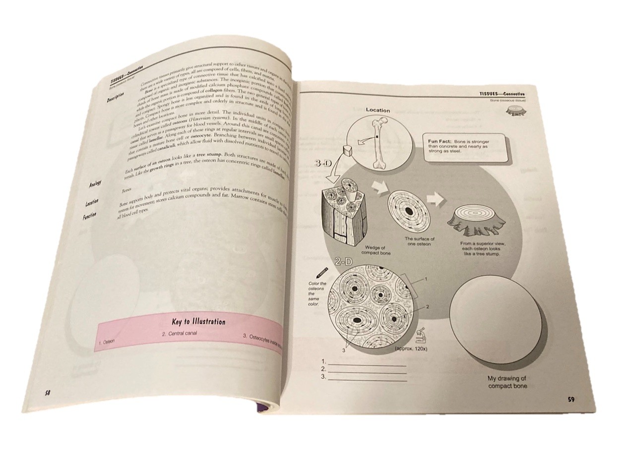 A Visual Analogy Guide to Human Anatomy, 2nd Ed. by Paul Krieger (SC 2009) – VG