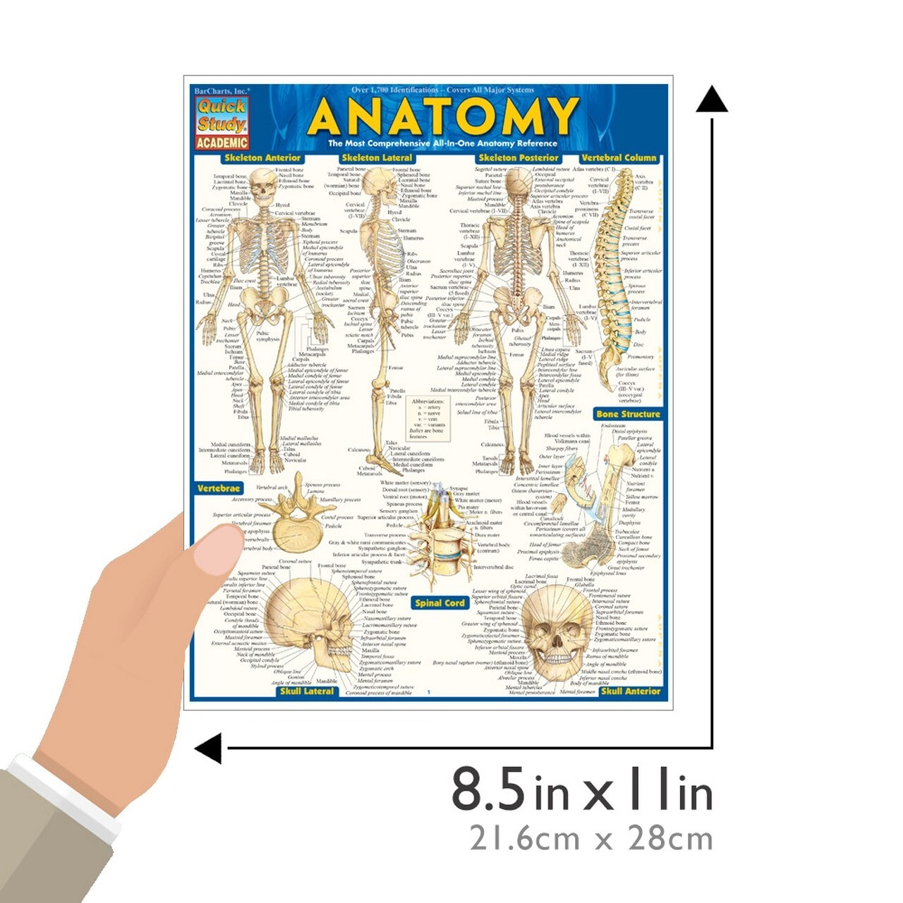 Brand New: Full Size Anatomy Tri-fold Laminated Study Guide Quick Study Aide 