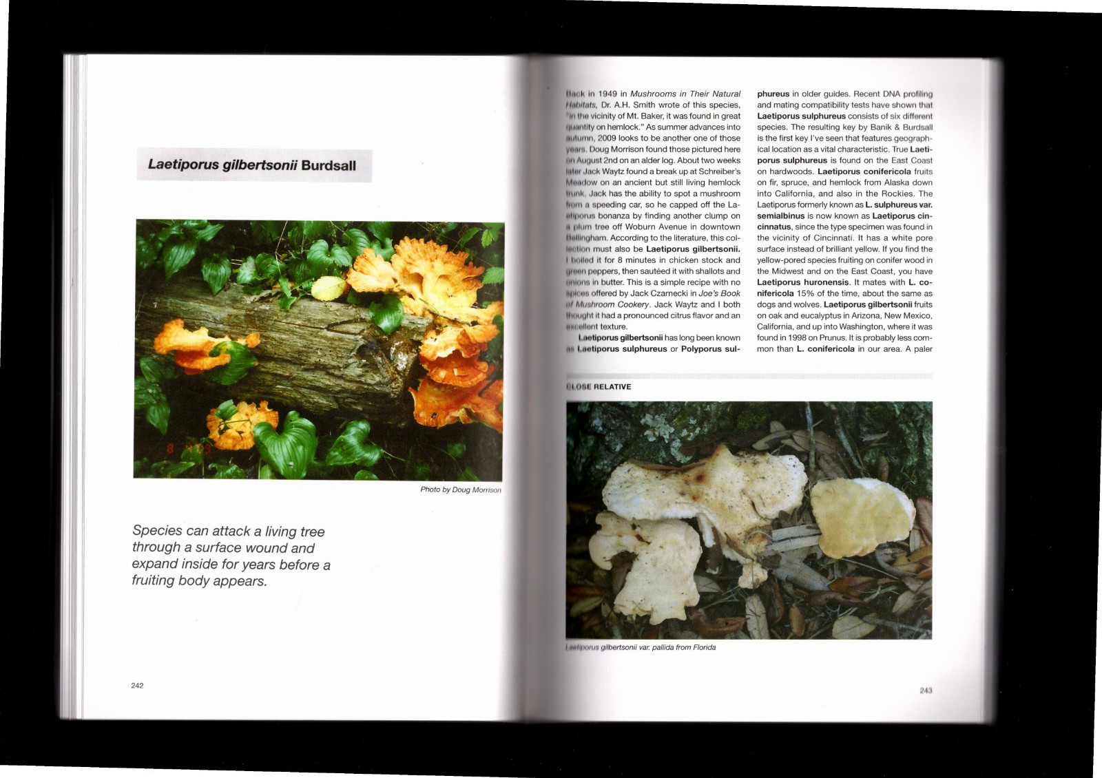SIGNED Profiles of Northwest Fungi by Buck McAdoo 576 pages Trade PB MUSHROOMS