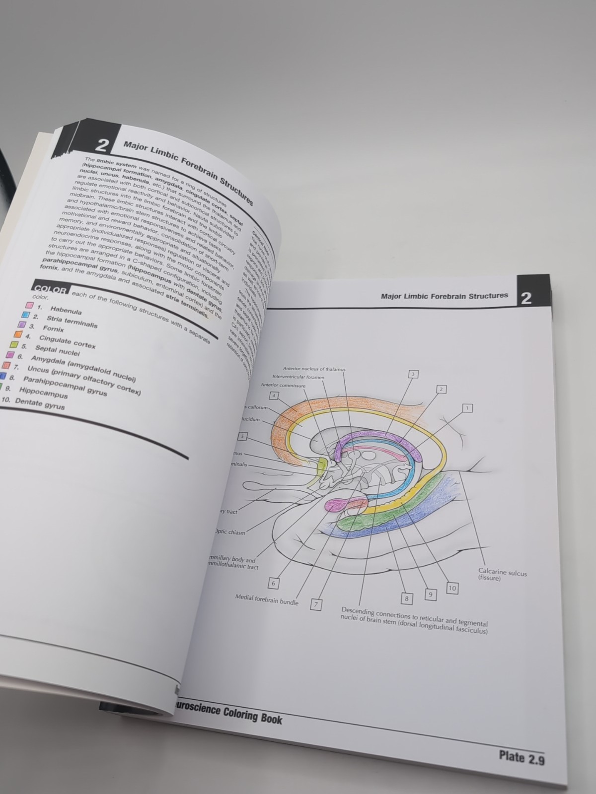 Netter’s Neuroscience Coloring Book with CODE READ