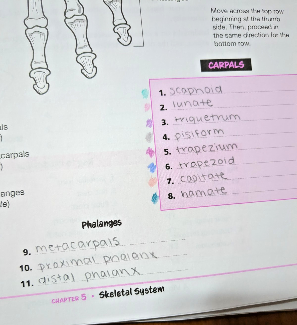 Krieger : A Visual Analogy Guide to Human – Loose Leaf, ring bound, 5th Edition