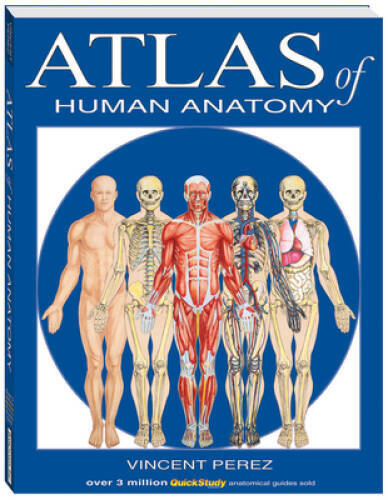 Atlas Of Human Anatomy (Quickstudy Books) – Cards By BarCharts, Inc. – VERY GOOD