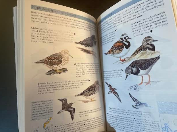 Birds of Britain and Northwest Europe. 1998. Pocket guide. 300 pages.