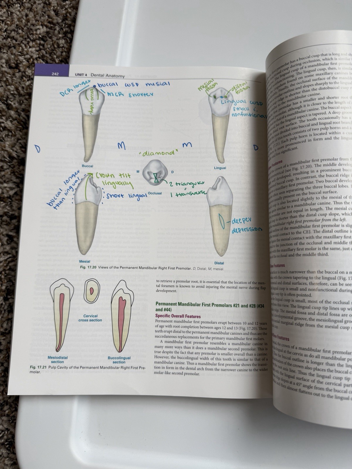 Illustrated Dental Embryology, Histology, and Anatomy by Margaret J. Fehrenbach