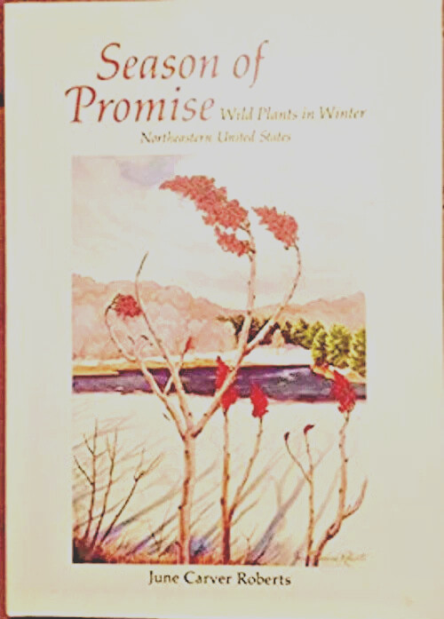 Season of Promise: Wild Plants in Winter, Northeastern United States
