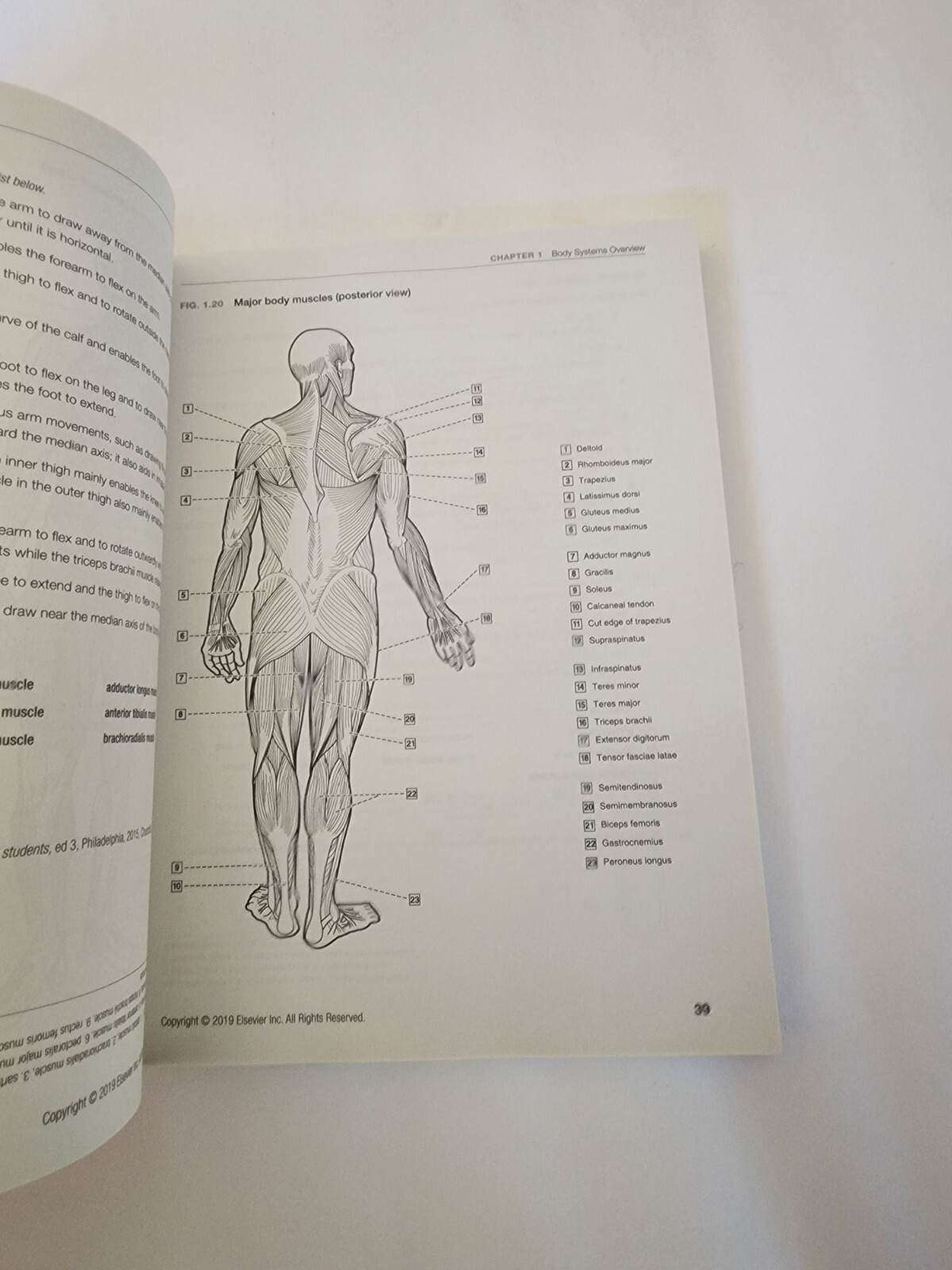 Dental Anatomy Coloring Book, Paperback by Fehrenbach, Margaret J. (EDT), Bra…