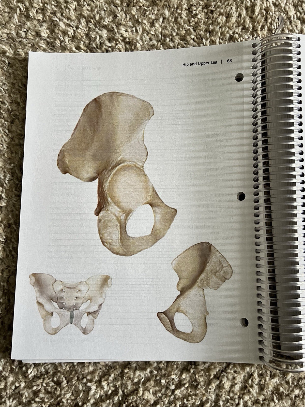 Human Anatomy and Physiology Laboratory Manual for Bio 231,231,323