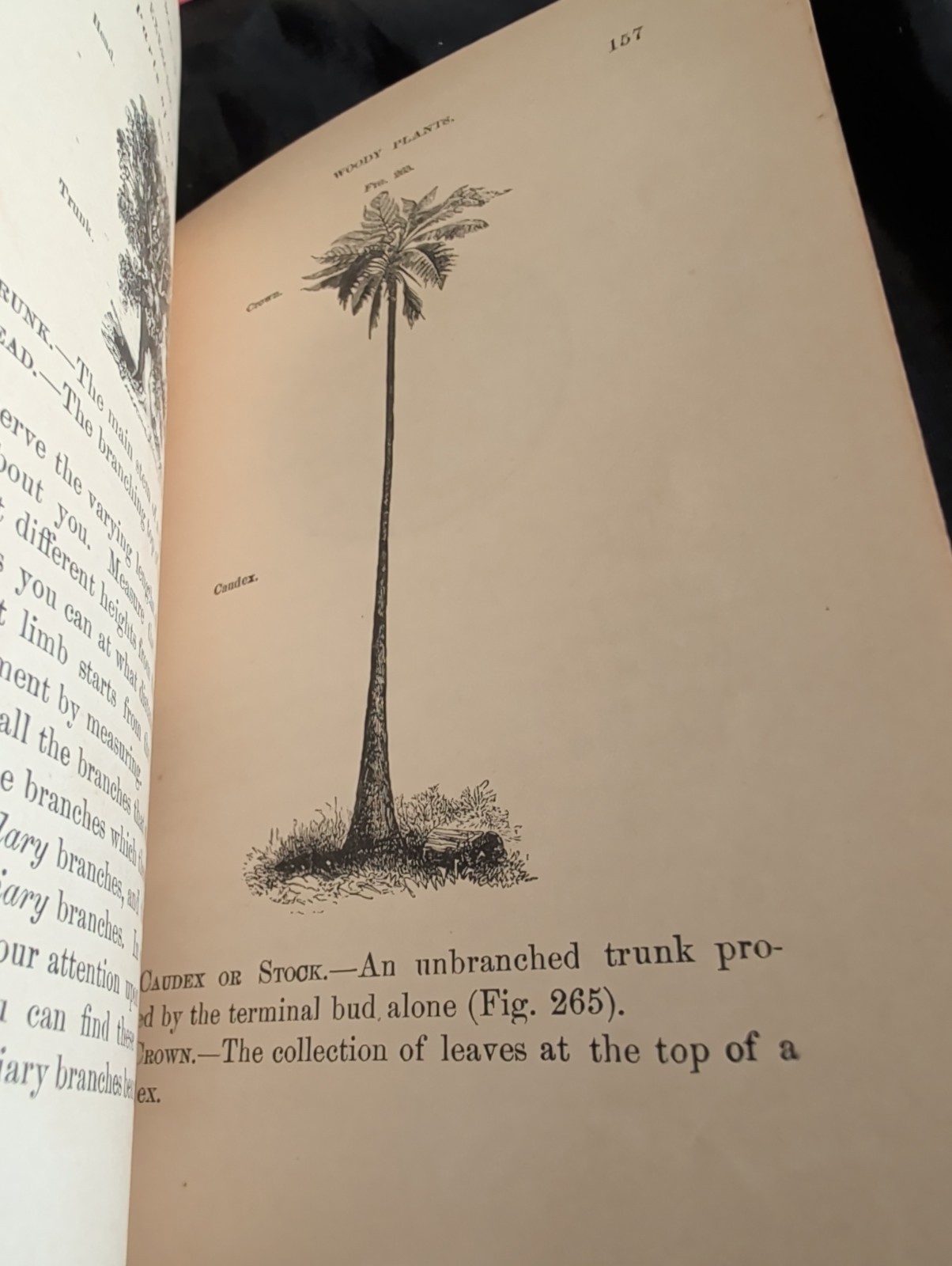 1872 First Book of Botany by Eliza A Youmans, Illustrated Hardcover 202 pages
