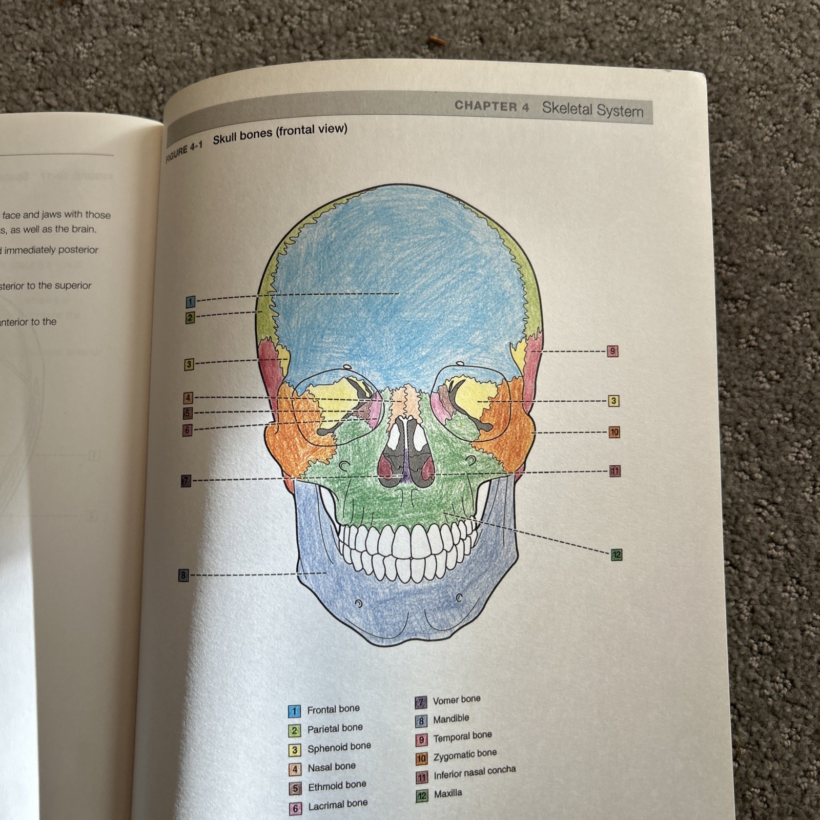 Dental Anatomy Coloring Book by Margaret J. Fehrenbach 2013, Trade Paperback