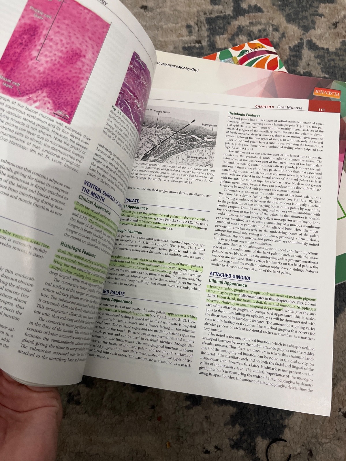 Illustrated Dental Embryology, Histology, and Anatomy by Margaret J. Fehrenbach