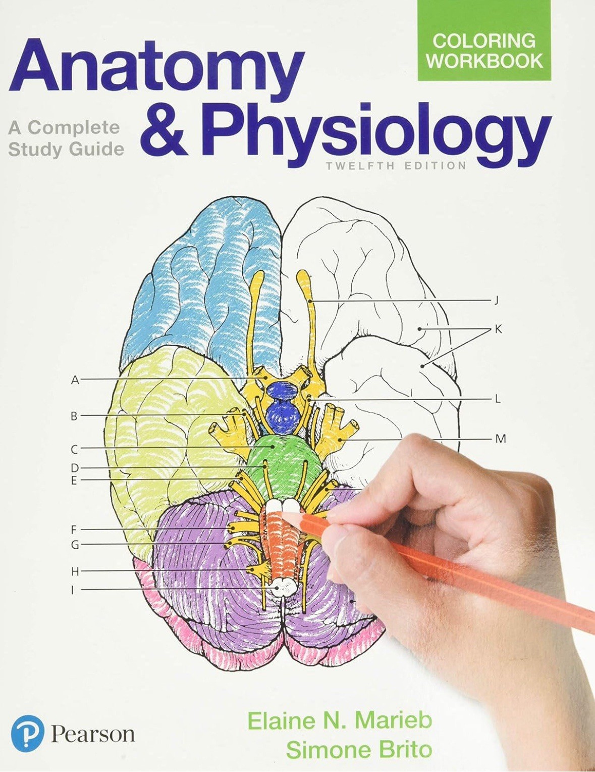 Anatomy and Physiology Coloring Workbook : A Complete Study Guide by Elaine…