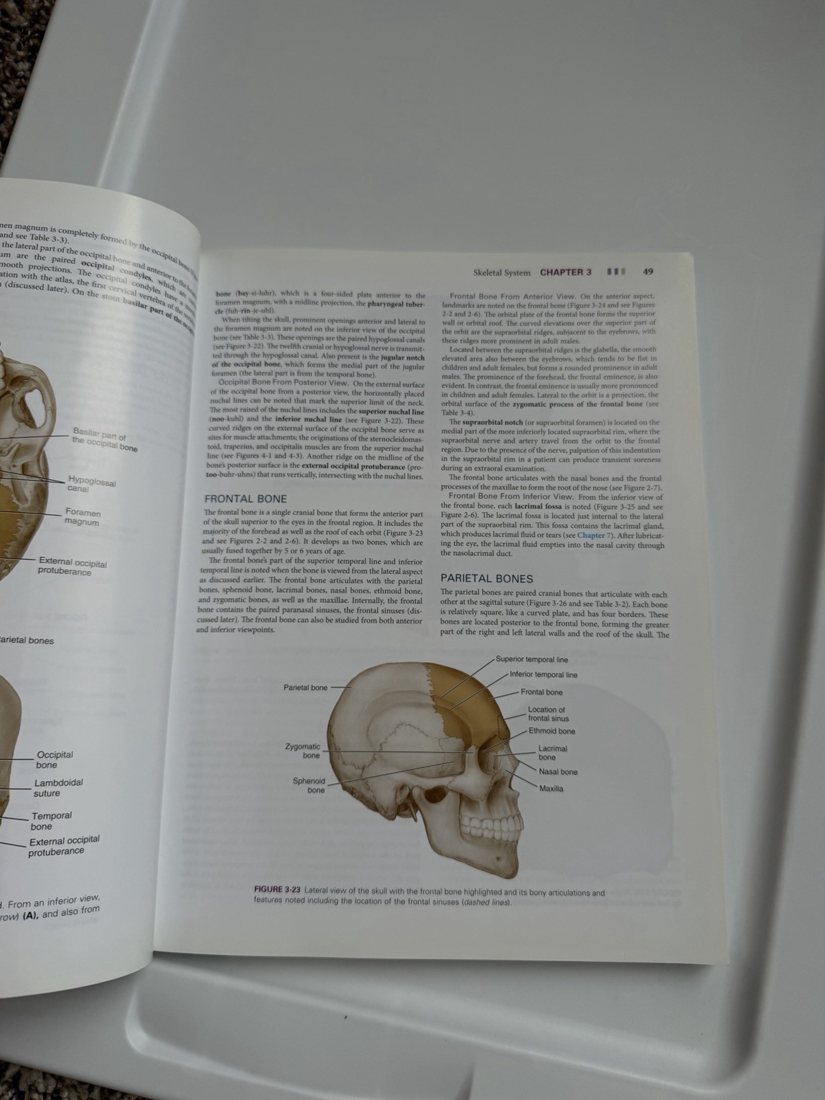Illustrated Anatomy of the Head and Neck by Margaret J. Fehrenbach and Susan W.