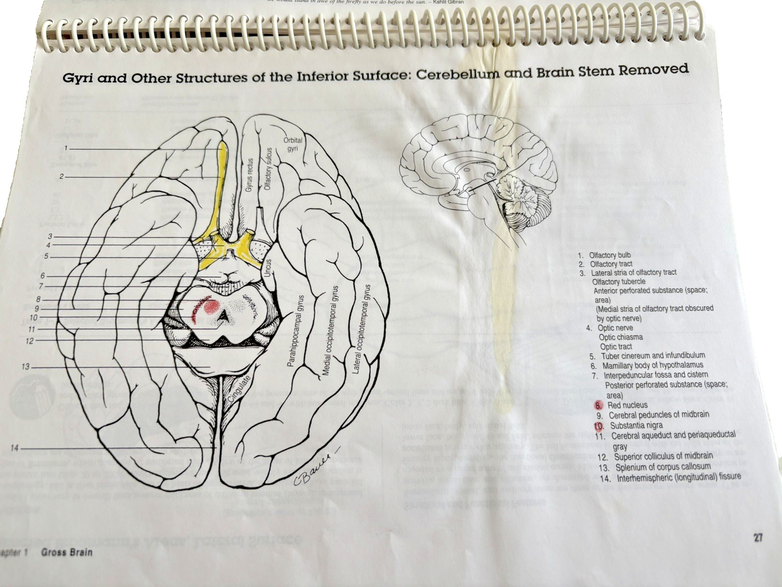 Neuroanatomy Primer : Color to Learn by M. Evelyn McNeill (1997, Trade…