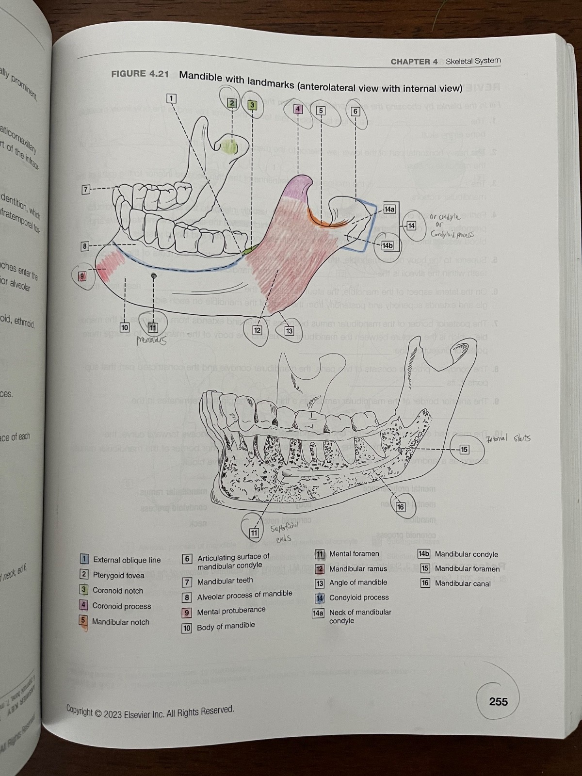 Dental Anatomy Coloring Book 4th Edition by Margaret J. Fehrenbach Illustrated
