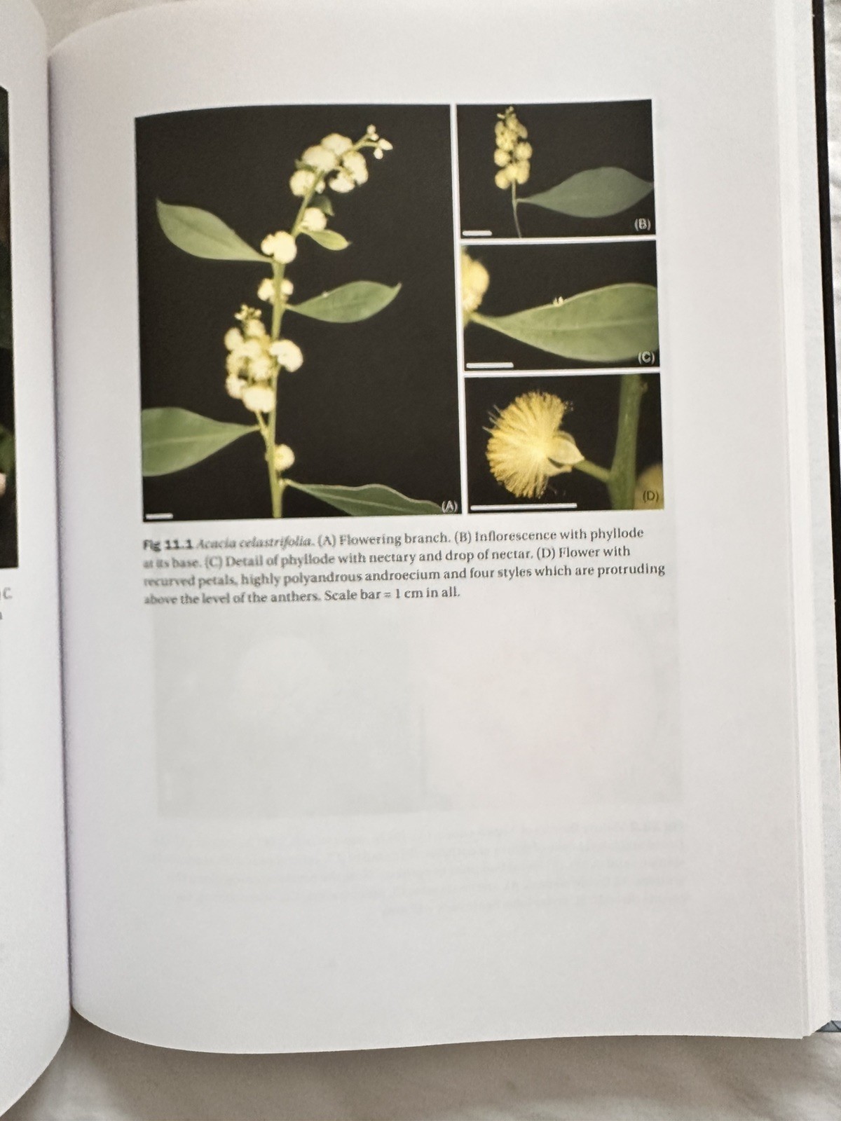 Flowers on the Tree of Life by Louis P. Ronse De Craene (2011, Hardcover)