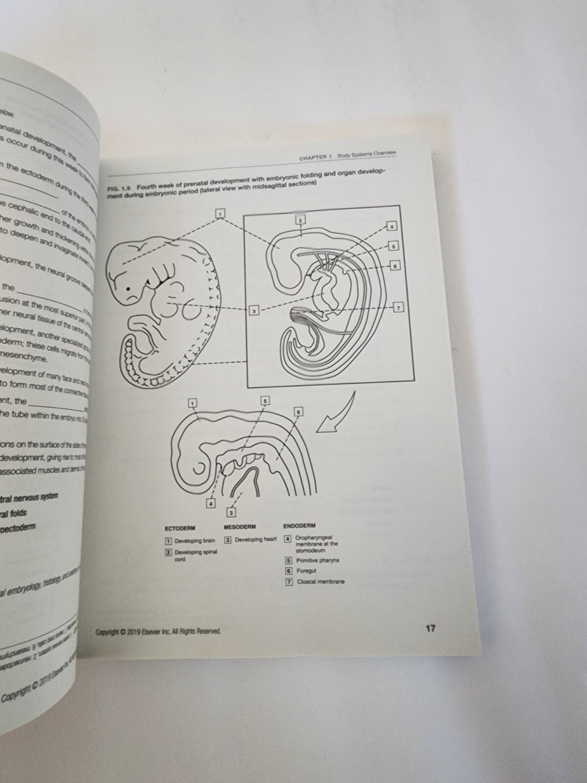 Dental Anatomy Coloring Book, Paperback by Fehrenbach, Margaret J. (EDT), Bra…