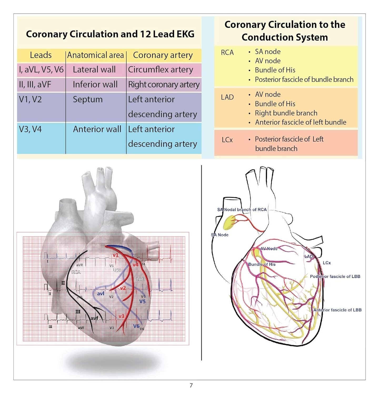 12 Lead EKG Pocket Card