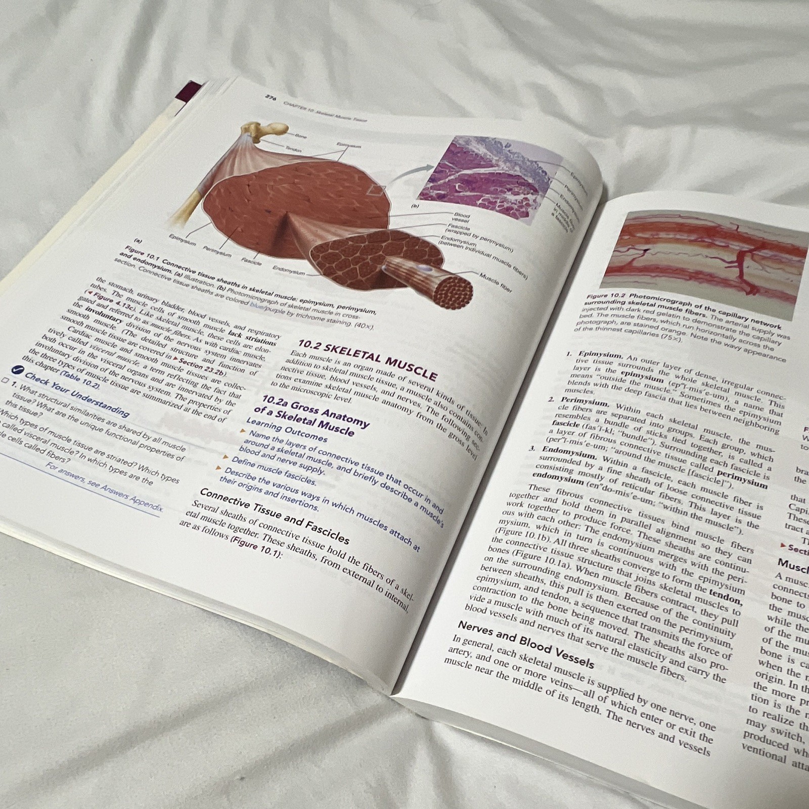 Pearson Human Anatomy Global Edition 9th Ed Paperback Marieb Brady Mallatt 2019